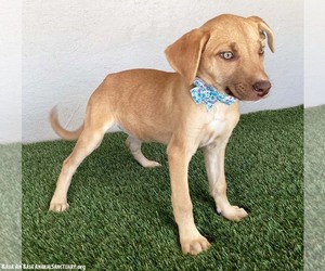 Sadie - Female Unknown-Weimaraner Mix Dog for Adoption - Photo #2