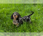 Small #1 Dachshund