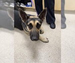 OLIVE OIL - Female German Shepherd Dog Dog for Adoption - Small photo