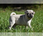 Maple - Female Pug Puppy for Sale - Photo #5