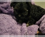 Puppy Ace Yorkshire Terrier