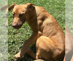 Small #2 Retriever  Mix