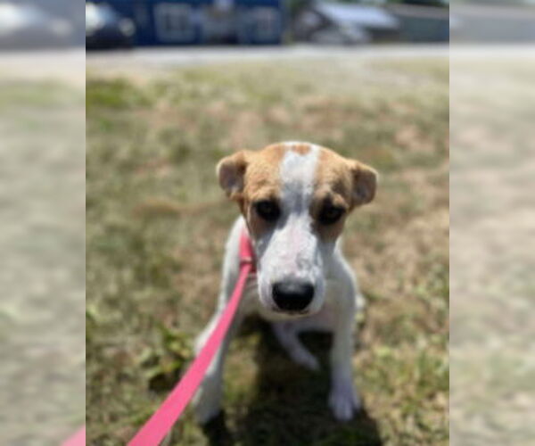 Medium Photo #4 Mutt Puppy For Sale in Westwood, NJ, USA