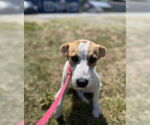 Small #3 Mutt