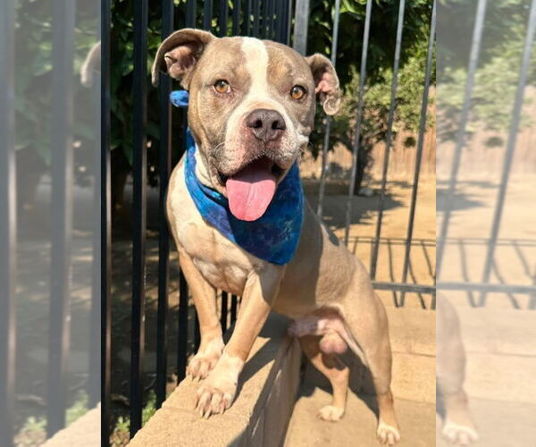 Medium Photo #3 American Pit Bull Terrier-Unknown Mix Puppy For Sale in Redlands, CA, USA