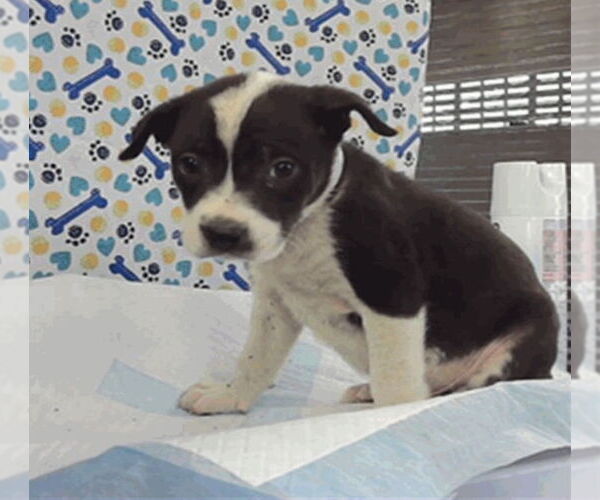 Medium Photo #4 Borador Puppy For Sale in Lakewood, CO, USA