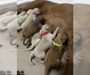 Goldendoodle Puppy for sale in MIAMI GARDENS, FL, USA