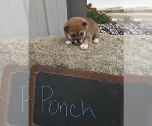 Shiba Inu Puppy for sale in SULLIVAN, IL, USA
