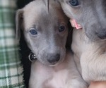 Small Photo #1 Whippet Puppy For Sale in FORT WORTH, TX, USA