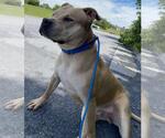 Small #3 American Pit Bull Terrier-Eurasier Mix