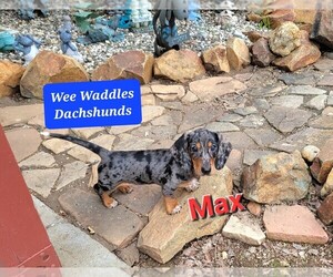 Dachshund Puppy for sale in WALLACE, CA, USA