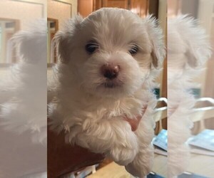 Maltese-Maltipoo Mix Puppy for Sale in SONOMA, California USA