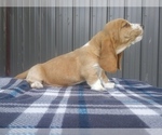 Small Photo #5 Basset Hound Puppy For Sale in PETERSBURG, IN, USA
