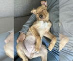 Small #2 Labrador Retriever Mix