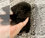 Small Photo #1 Shih Tzu Puppy For Sale in JACKSON, TN, USA