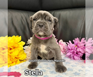 Medium Neapolitan Mastiff
