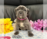 Image preview for Ad Listing. Nickname: Stella
