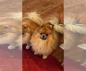 Pomeranian Puppy for sale in RESEDA, CA, USA