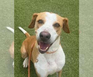Labrador Retriever-Unknown Mix Dogs for adoption in Fayetteville, NC, USA