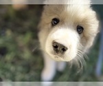 Small #4 Great Pyrenees