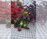 Small Yorkshire Terrier