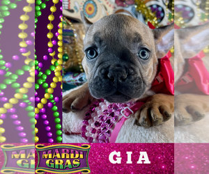 French Bulldog Puppy for sale in HEATHROW, FL, USA
