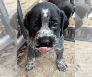German Shorthaired Pointer Puppy for sale in PINCONNING, MI, USA