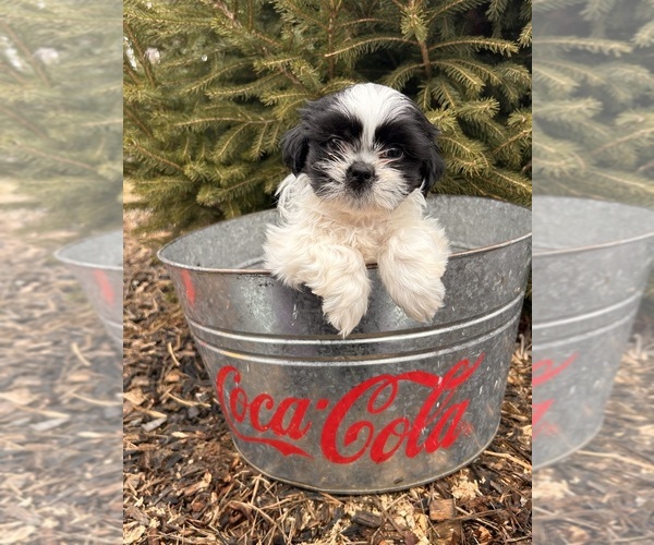 Medium Photo #3 Shih Tzu Puppy For Sale in MIDDLEBURY, IN, USA
