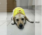 Small #2 Labrador Retriever