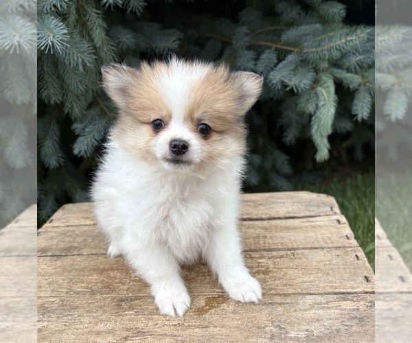 Medium Photo #4 Pomeranian Puppy For Sale in MIDDLEBURY, IN, USA