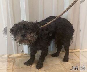 Mutt Dogs for adoption in Washington, DC, USA