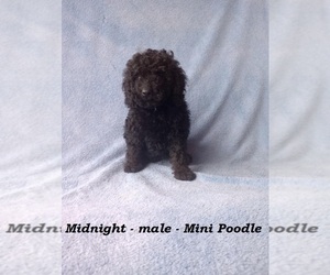 Poodle (Miniature) Puppy for sale in CLARKRANGE, TN, USA