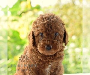 Goldendoodle (Miniature) Puppy for sale in SUNBURY, PA, USA