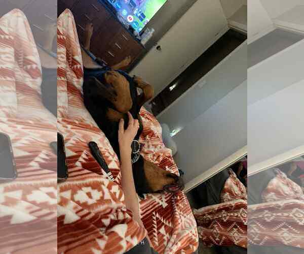 Medium Photo #10 Doberman Pinscher Puppy For Sale in Buffalo, MN, USA