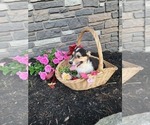 Small Photo #16 Pembroke Welsh Corgi Puppy For Sale in PORT BYRON, NY, USA