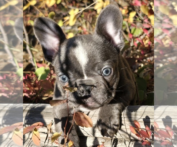 Medium Photo #3 French Bulldog Puppy For Sale in CUSICK, WA, USA