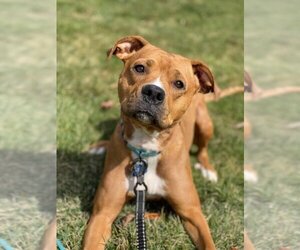 Boxer-Unknown Mix Dogs for adoption in Springdale, PA, USA