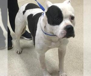 Mutt Dogs for adoption in Riverside, CA, USA