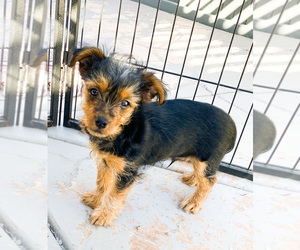 YorkiePoo-Yorkshire Terrier Mix Puppy for sale in BOX SPRINGS, CA, USA
