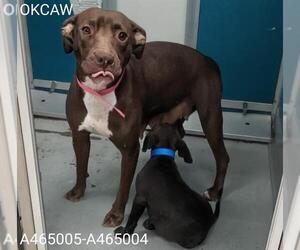 American Pit Bull Terrier-Unknown Mix Dogs for adoption in Oklahoma City, OK, USA