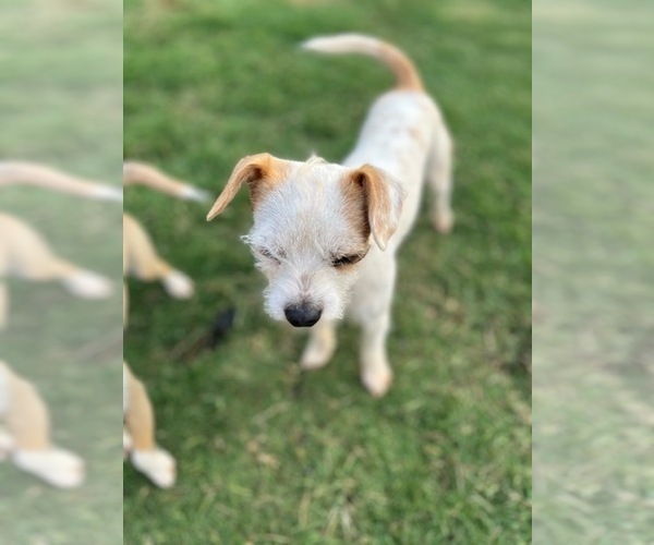 Medium Photo #7 Jack Chi Puppy For Sale in HUNTSVILLE, AL, USA