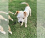 Small #6 Jack Chi