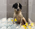 Small #2 Mutt