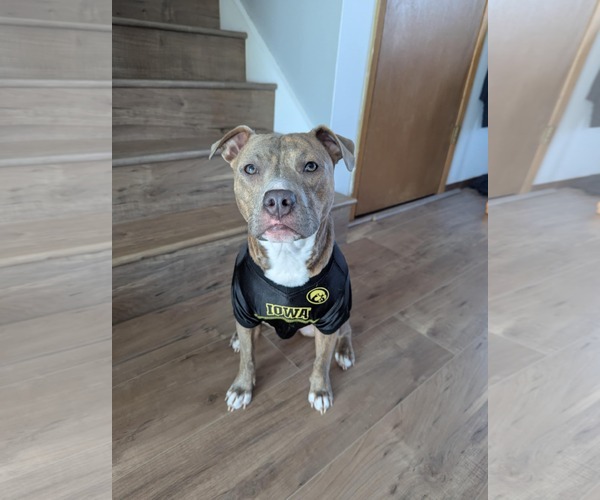 Medium Photo #1 Mutt Puppy For Sale in Waterloo, IA, USA