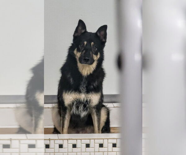 Medium Photo #2 Mutt Puppy For Sale in Studio City, CA, USA