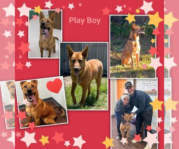Medium Photo #4 German Shepherd Dog-Unknown Mix Puppy For Sale in Missouri City, TX, USA