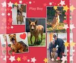 Small #3 German Shepherd Dog Mix