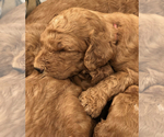 Small Photo #3 Goldendoodle-Poodle (Standard) Mix Puppy For Sale in WAKE FOREST, NC, USA