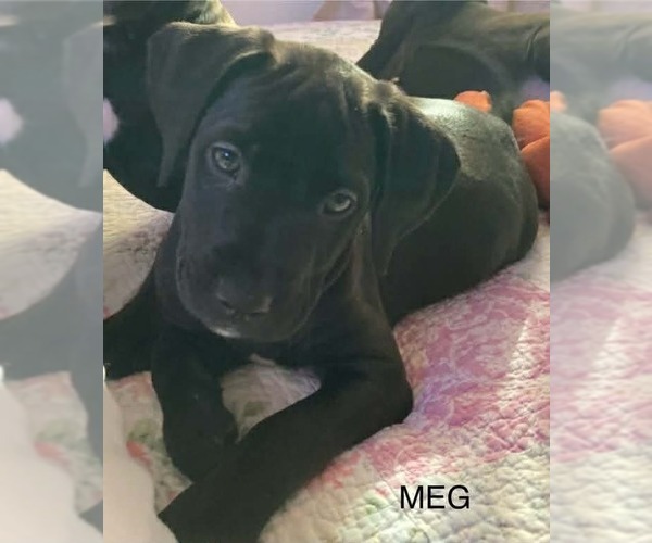 Medium Photo #8 Golden Retriever-Unknown Mix Puppy For Sale in Wenonah, NJ, USA