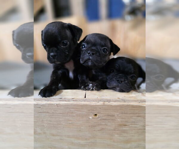 Medium Photo #2 Buggs Puppy For Sale in INDIANAPOLIS, IN, USA
